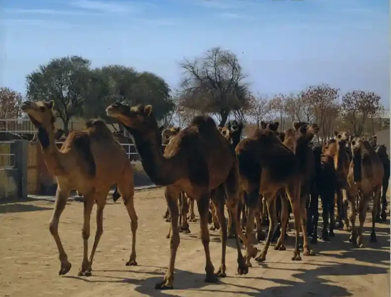 Nutrient Requirements of Camel