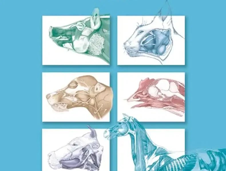 Textbook of Veterinary Anatomy, 4th Edition