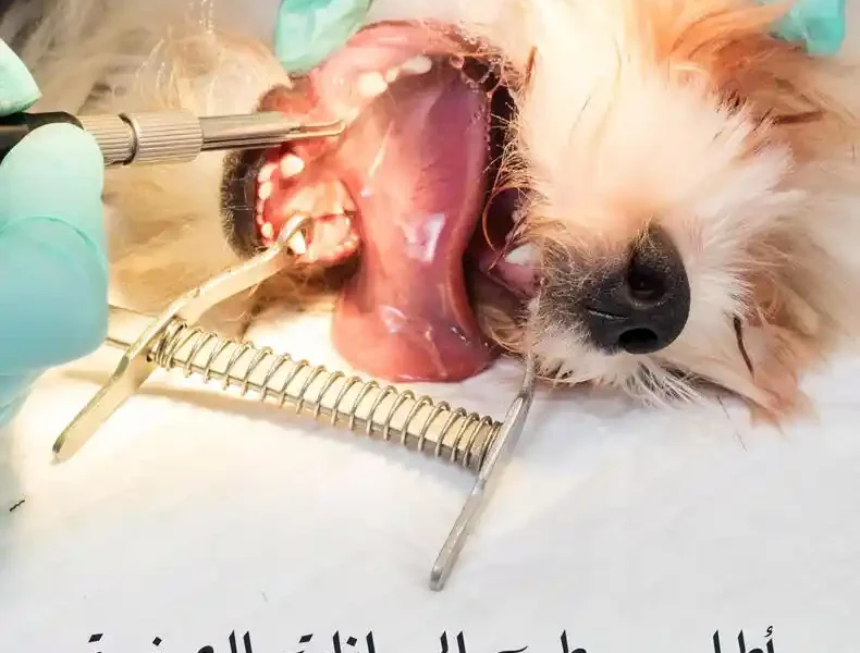 أطلس طب الحيوانات الصغيرة