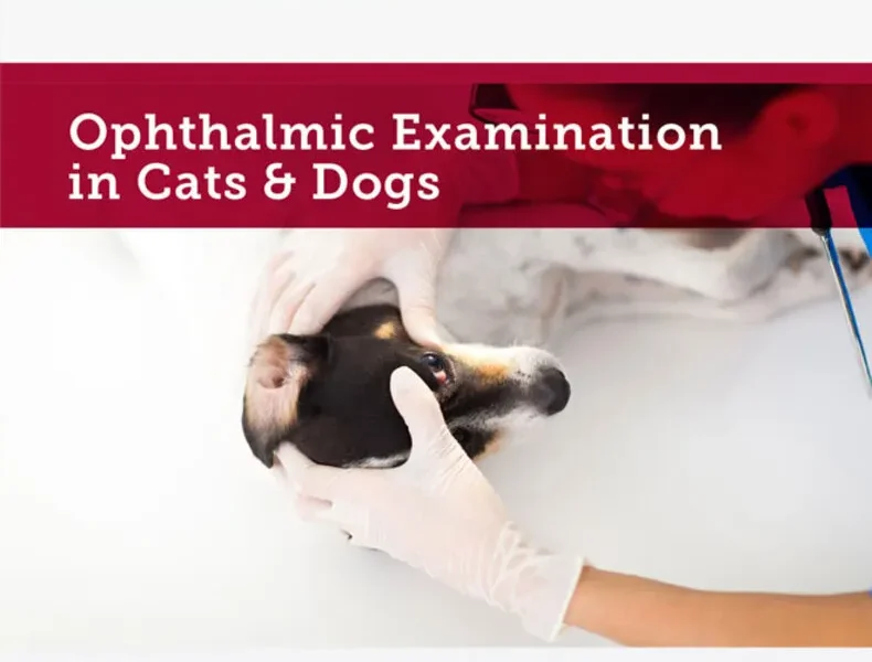 Ophthalmic Examination in Cats and Dogs A Practical Guide for General Practitioners (DVD)