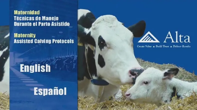 Maternity Assisted Calving Protocols DVD