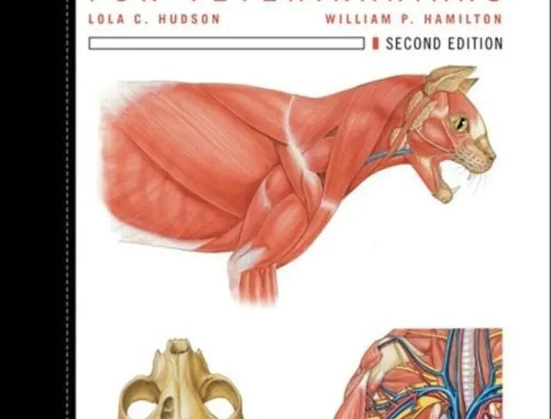 Atlas of Feline Anatomy for Veterinarians, 2nd Edition pdf cover