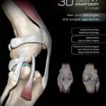 3D Joint Anatomy In Dogs: Main Joint Pathologies and Surgical Approaches