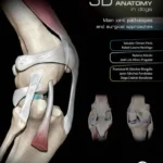 3D Joint Anatomy In Dogs Main Joint Pathologies and Surgical Approaches