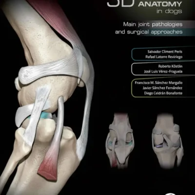 3D Joint Anatomy In Dogs Main Joint Pathologies and Surgical Approaches