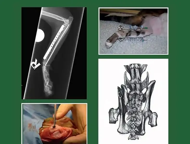 Feline Orthopaedics, 2nd Edition