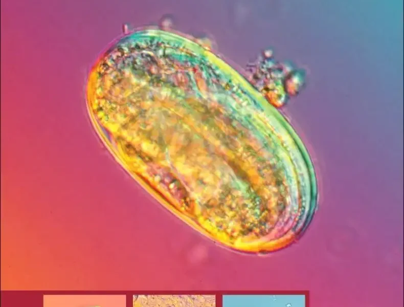 Pyrantel Parasiticide Therapy in Humans and Domestic Animals