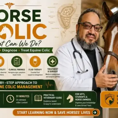 Horse Colic What Can We Do