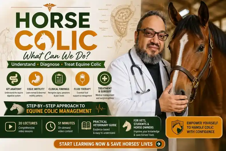 Horse Colic What Can We Do