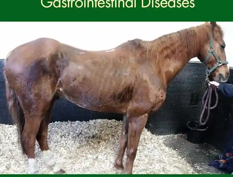 Concise Textbook of Equine Clinical Practice Book 3 Respiratory and Gastrointestinal Diseases