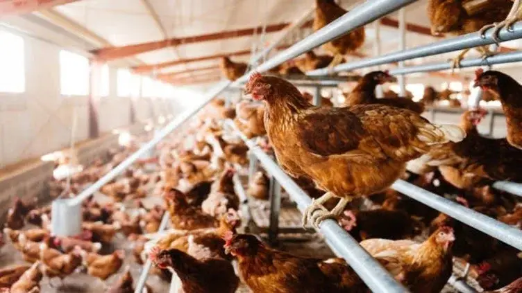 Poultry Disease Prevention And Treatment