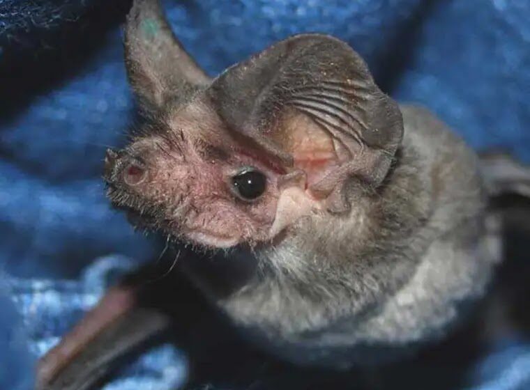 The Rehabilitation and Captive Care of Insectivorous Bats, Revised Edition