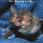 The Rehabilitation and Captive Care of Insectivorous Bats, Revised Edition pdf cover
