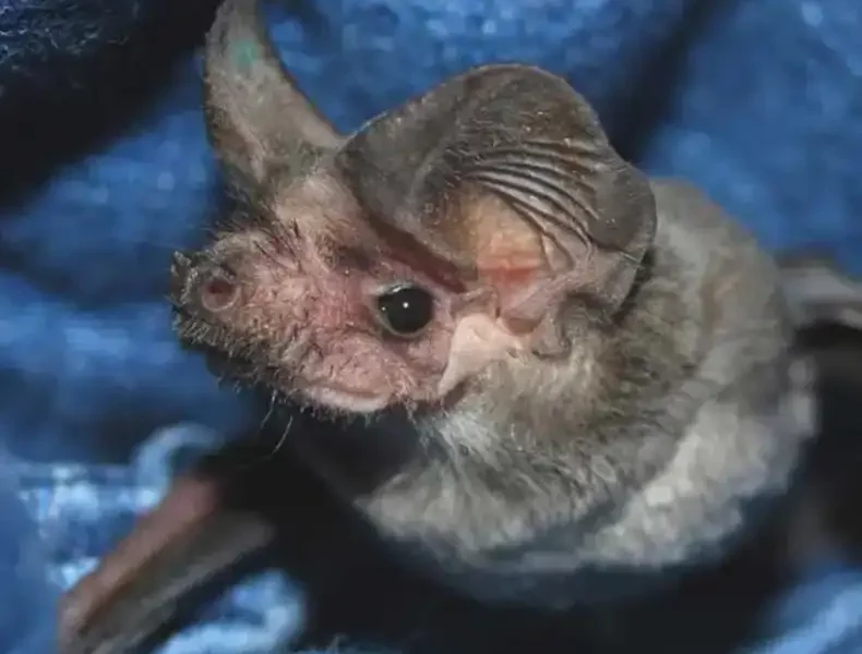 The Rehabilitation and Captive Care of Insectivorous Bats, Revised Edition pdf cover