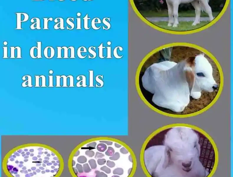 Blood Parasites in Domestic Animals