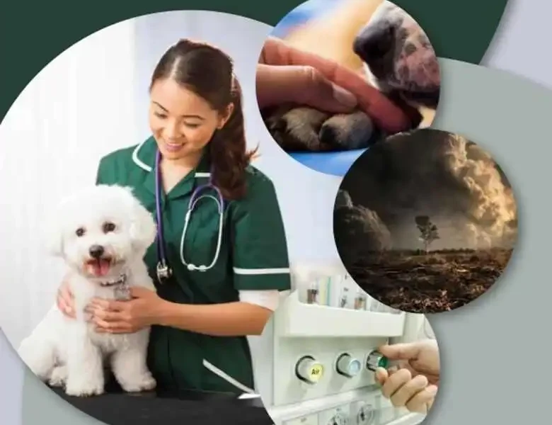One Health For Veterinary Nurses And Technicians: An Introduction