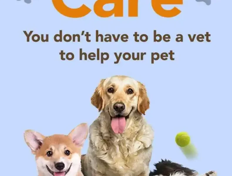 5-Step Canine Care You Don’t Have to be a Vet to Help Your Pet