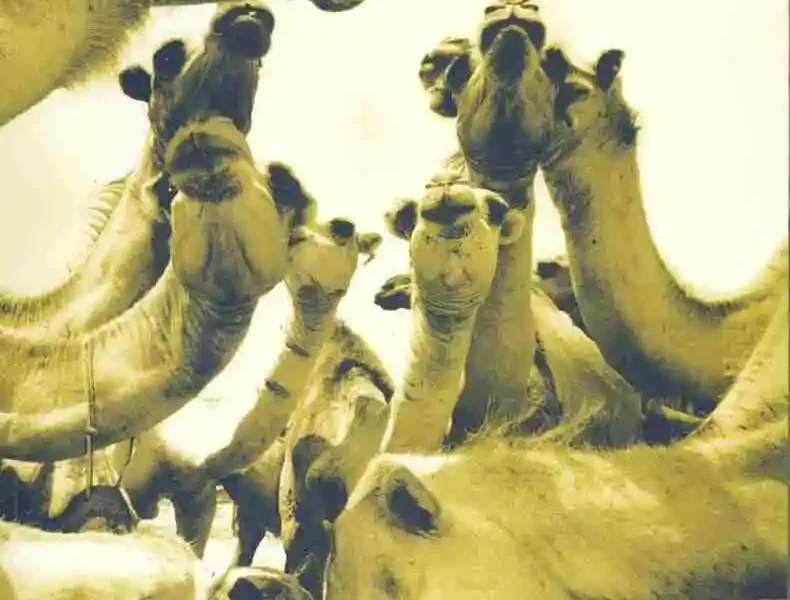 A Field Manual of Camel Diseases Traditional and modern veterinary care for the dromedary