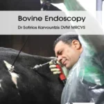 Bovine Endoscopy