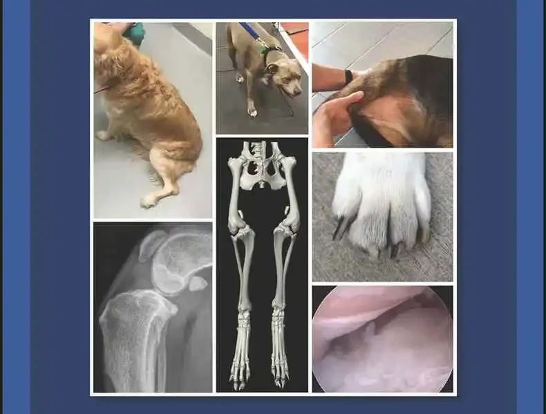 Diagnosis of Lameness in Dogs