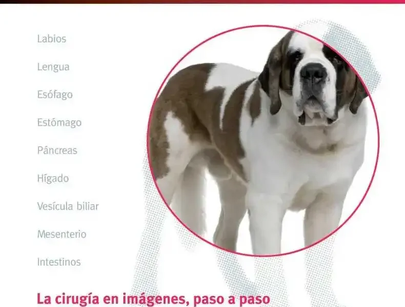 El aparato digestivo. CASOS CLÍNICOS. Cirugía en la clínica de pequeños animales