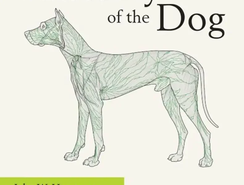 Miller and Evans’ Anatomy of the Dog 5th Edition