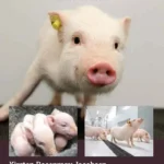 The Laboratory Pig, 3rd Edition