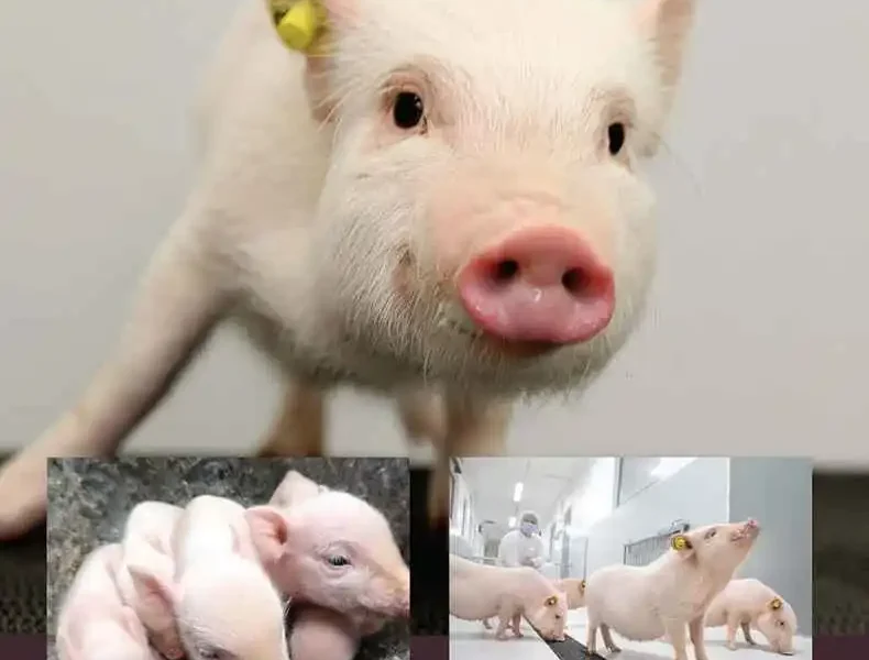 The Laboratory Pig, 3rd Edition