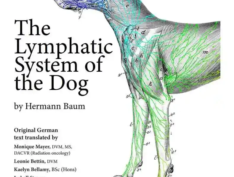 The Lymphatic System of the Dog