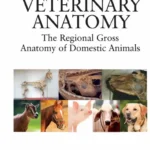 Veterinary Anatomy: The Regional Gross Anatomy of Domestic Animals
