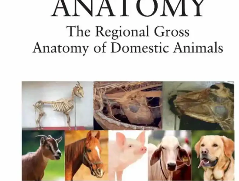 Veterinary Anatomy: The Regional Gross Anatomy of Domestic Animals