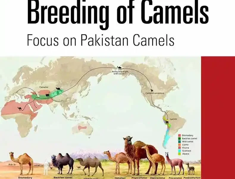 Biology and Breeding of Camels: Focus on Pakistan Camels