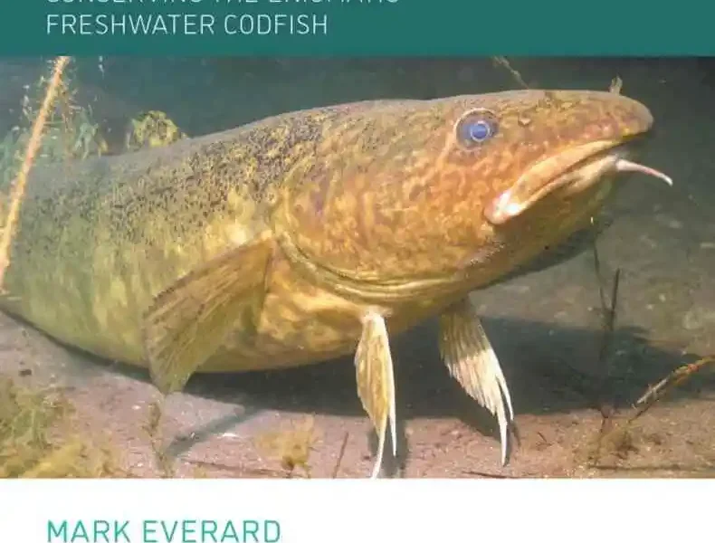 Burbot: Conserving the Enigmatic Freshwater Codfish