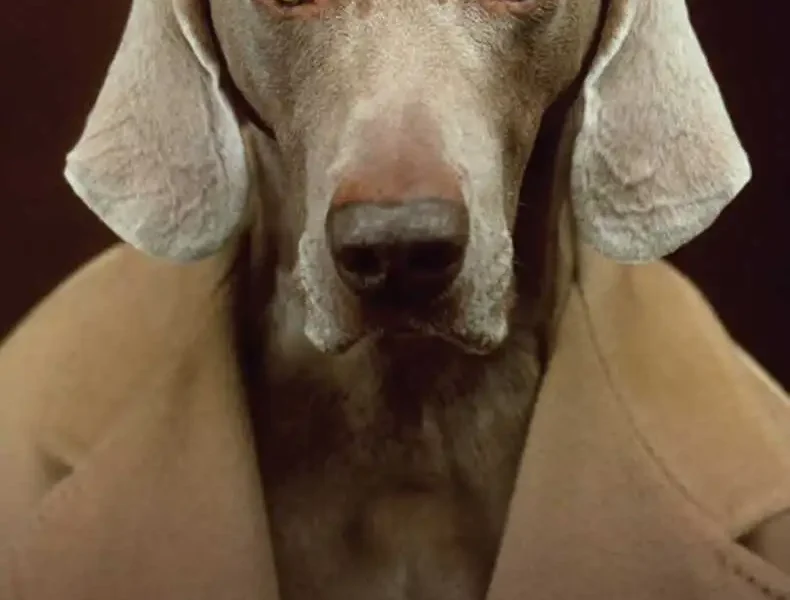 Dogs: A Philosophical Guide to Our Best Friends