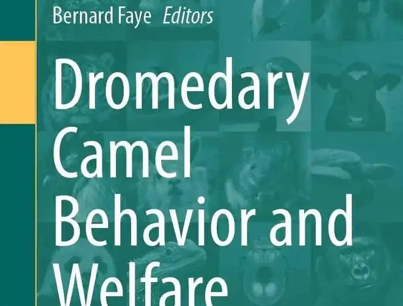 Dromedary Camel Behavior and Welfare: Camel Friendly Management Practices