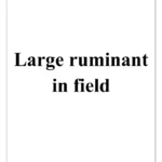 Large ruminant in field