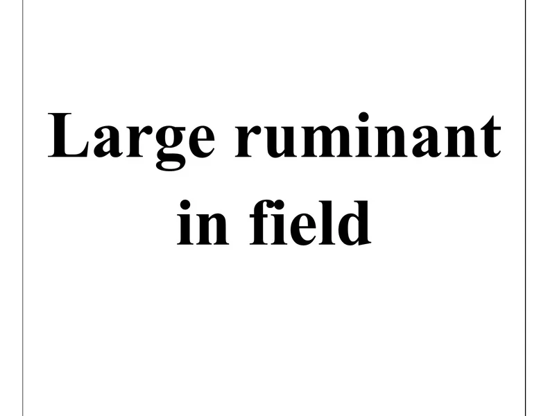 Large ruminant in field