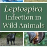 Leptospira Infection in Wild Animals