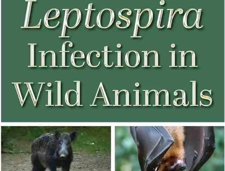 Leptospira Infection in Wild Animals