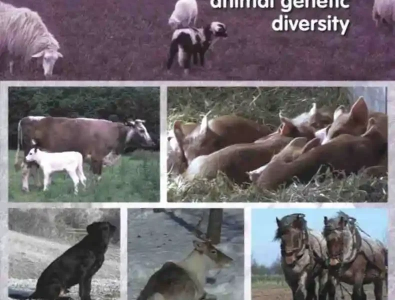 Genomic Management of Animal Genetic Diversity