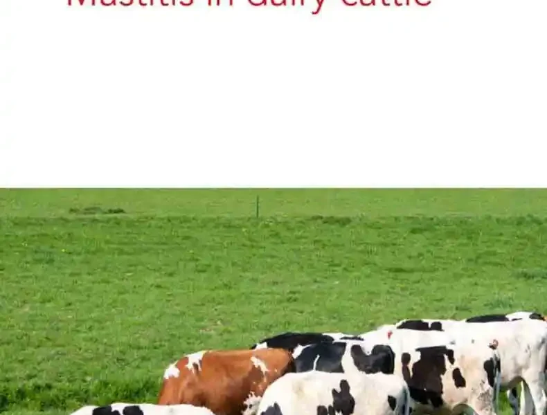 Instant Insights: Mastitis in Dairy Cattle