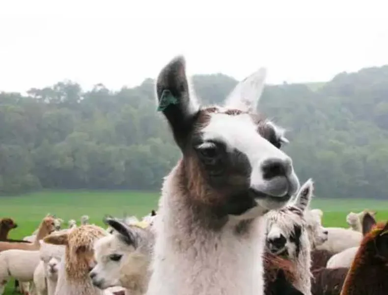 Veterinary Treatment of Llamas and Alpacas