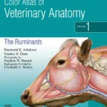 Color Atlas of Veterinary Anatomy, Volume 1, The Ruminants, 2nd Edition