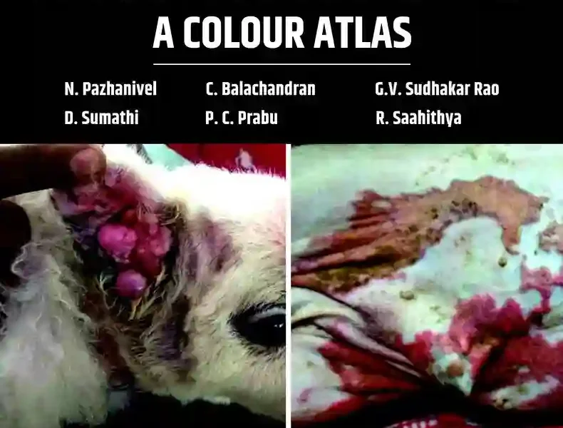 Canine Dermatopathology A Colour Atlas